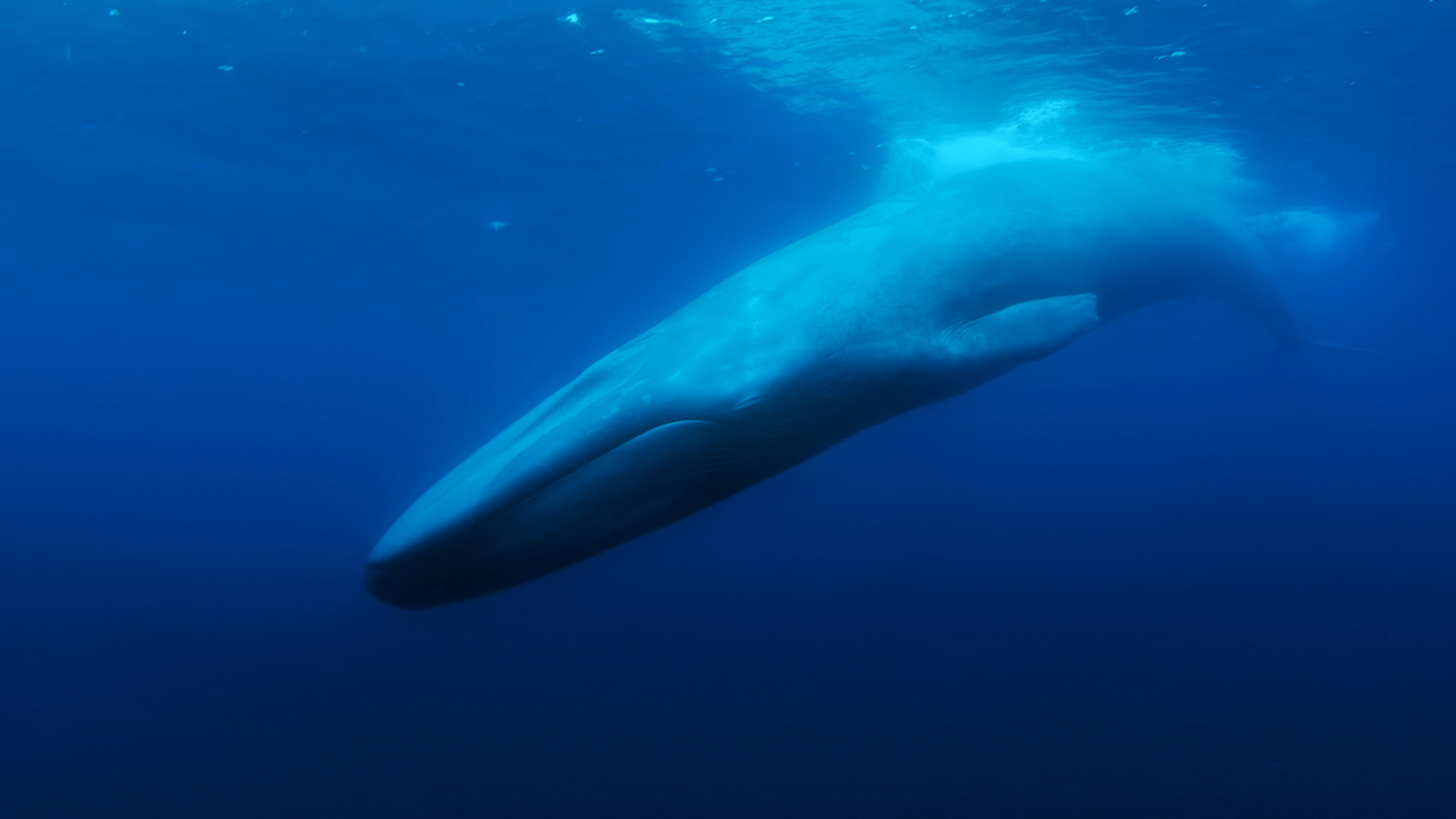 The Loneliest Whale Trailer